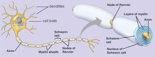 Schwann Cells and Myelin Schwann cells are