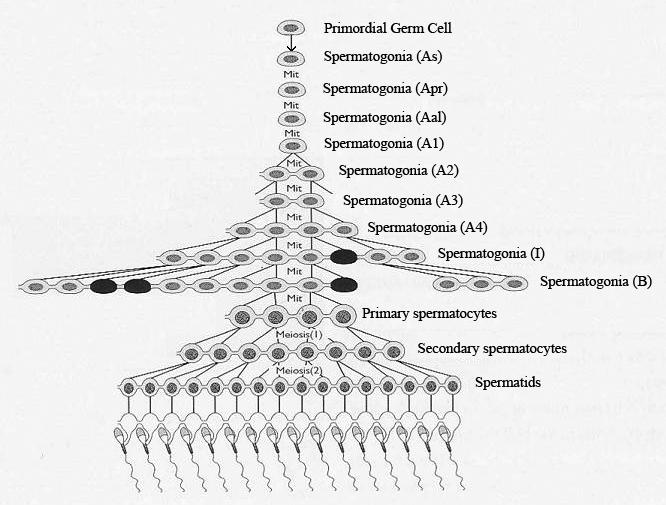 Figure 2. Diagram of spermatogenesis. Adapted from Senger, 1999.
