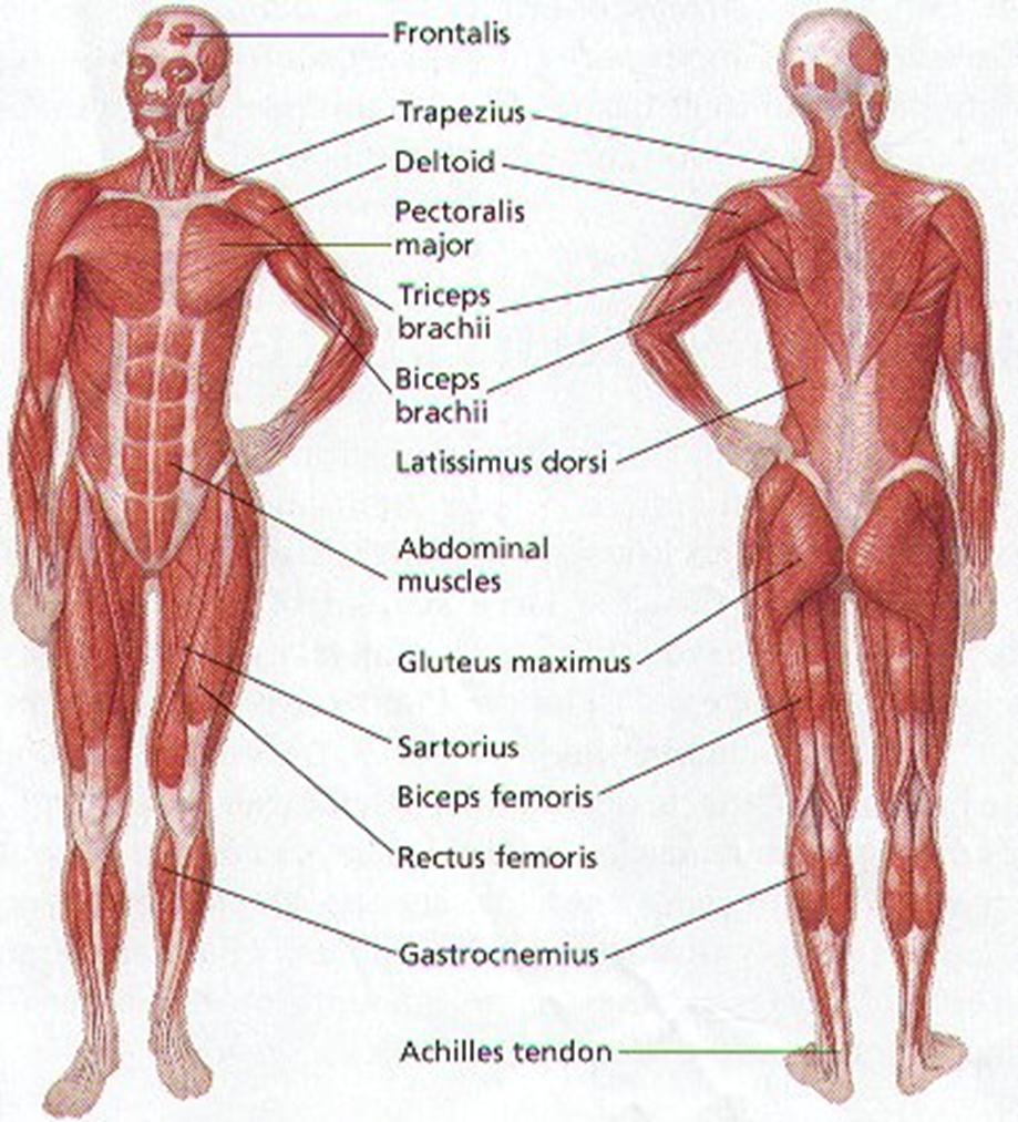 Muscular System Diagram Using the diagram on page 273 and your notes from the video to make a diagram of the muscular system.