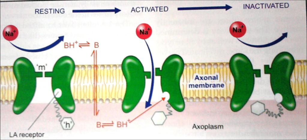 axons than in resting fibers. Because LAs block the channel in a time & voltagedependent fashion.
