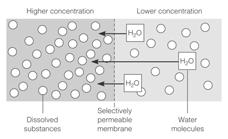 Body Fluid Movement Osmosis Osmolality concentration of solutes
