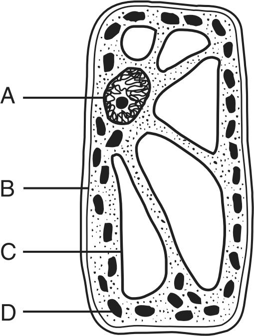 ell Organelles, ommunication and Transport Name: ate: 1. The diagram below represents a cell of a green plant. 3.