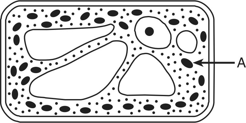 14. In the diagram of a single-celled organism shown below, the arrows indicate various activities taking place. 17. single-celled organism is represented below.