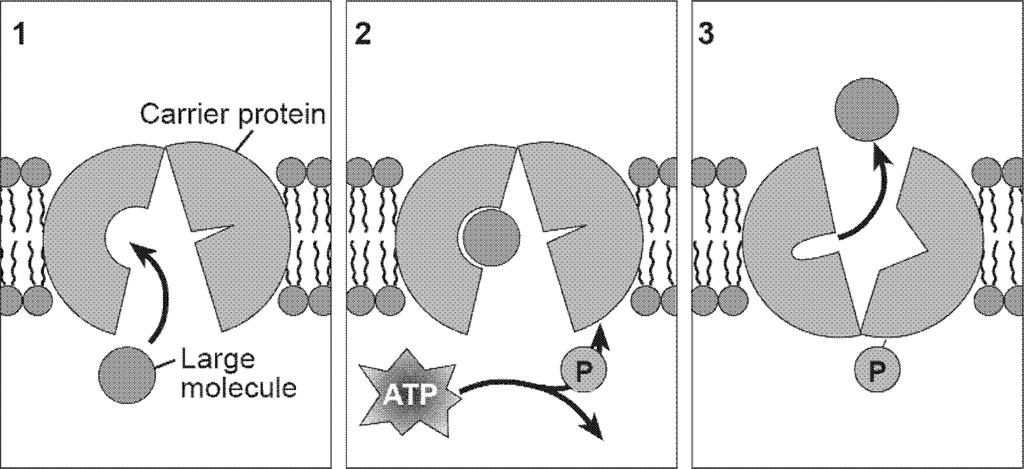 20. ell membranes are said to be selectively permeable. Which statement best explains what selectively permeable means?. The cell membrane prevents any harmful substance from entering the cell. 24.