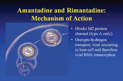 Anti-viral drugs Pharmacokinetics of Amantadine Oral bioavailability ~ 50-90% Amantadine