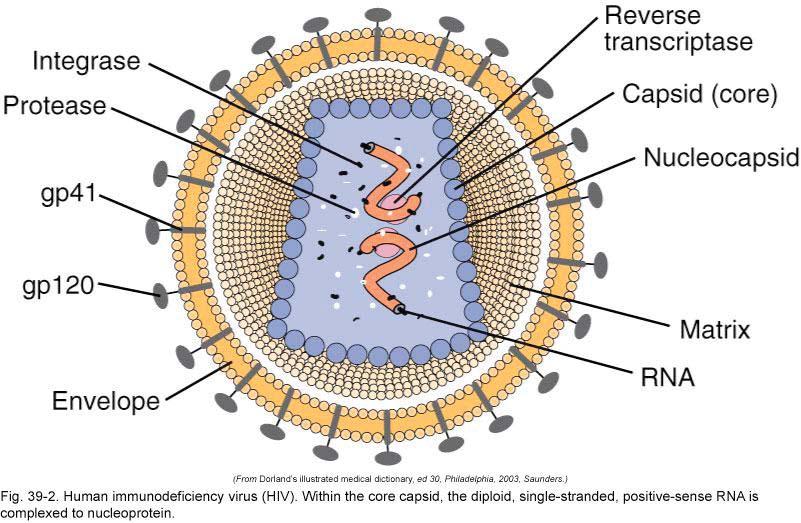 Anti-viral drugs Hepatic Viral infections : Interferons Lamivudine cytosine analog HBV Entecavir guanosine analog HBV lamivudine resistance strains Ribavirin Hepatitis C (with