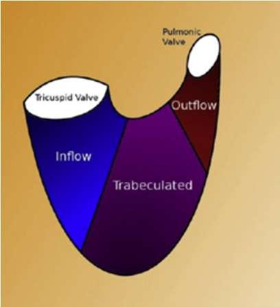 tendineae, and papillary muscles; (ii) the outflow