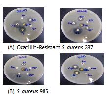 oxacillin-resistant S. aurens 287 with MIC value of 0.025 mg/ml and MBC of 0.04 mg/ml. C. Synergy effect Drug combination effects were investigated by the disc diffusion method. As shown in Fig.