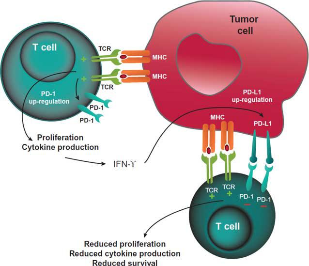 cancer cell as foreigner. 20 Figure 1 (recited from [2]): Two break-points reducing the survivability of T-cell.