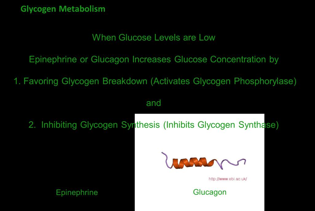 Glucagon is a hormone protein when epinephrine is not a hormone protein, it is a hormone but not a protein.