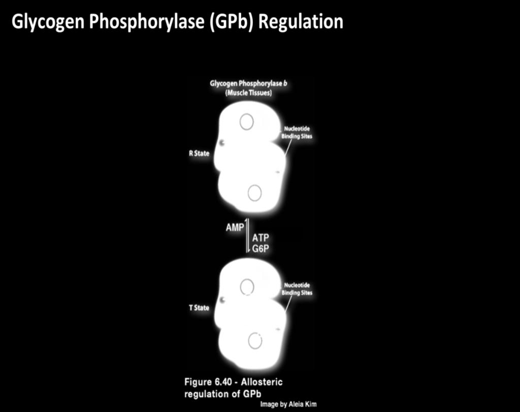 **GPb in the muscle is allosterically converted from R-state to T-state by ATP and glucose-6-phosphate **ATP and glucose-6-phosphate represents high energy ** when the muscle contracts and losses all