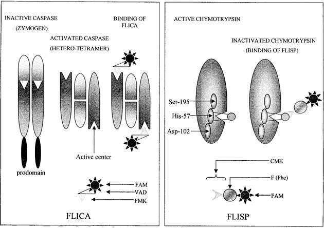 FLICA / FLISP (Microscopy, Flow Cytometry)