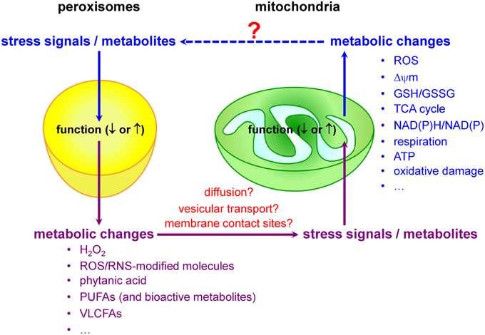 Relations peroxysome / mitochondrie Implication dans le contrôle de l équilibre RedOx et l activation de