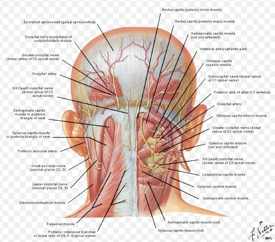 The main muscles of the neck are the small and large posterior rectum, the small and large oblique,