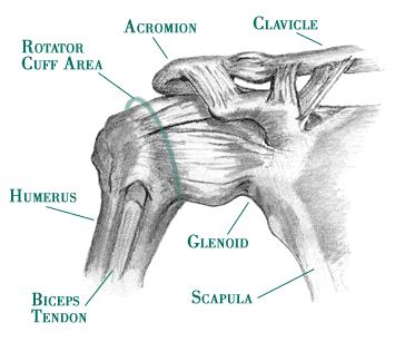 The tendons of the rotator cuff pass through a narrow space between the top of the arm bone and a prominent bone on the shoulder blade (the acromion).