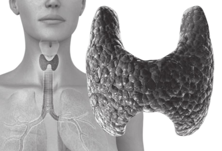 WHAT IS THE THYROID? THYROID The thyroid is a gland that sits just below your Adam s apple on the front of your neck.