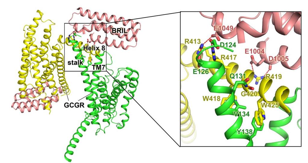 Supplementary Figure 5. The conformation of the TM1 stalk in the GCGR 7TM crystal structure.
