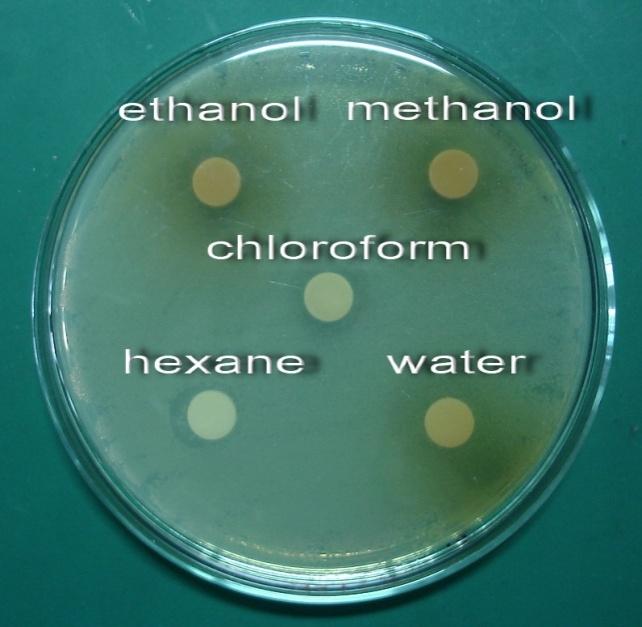 Chloroform extracts were found to be active against grampositive B. subtilis ATCC 6633 (13.0 mm), S. aureus ATCC 25923 (12.7 mm) and gramnegative E. coli ATCC 25922 (10.3 mm).