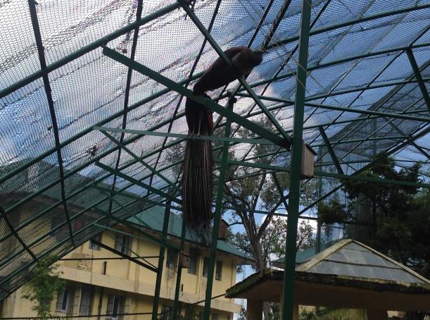 of the Park Monal in walk-in aviary