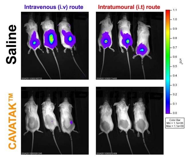 Anti-tumour activity in immune-deficient mice saline Viralytics the future Intravenous Intratumoral