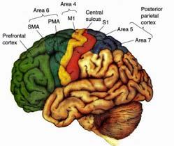 Cortical Regions Involved in