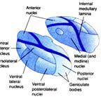 very specific movement of individual muscles.