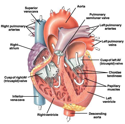 The Cardiac Cycle 1. AS: pumping the blood into V during the last part of the VD 2. VS: isovolumic contraction 3. VS: rapid ventricular ejection 4. VS: reduced ventricular ejection 5.