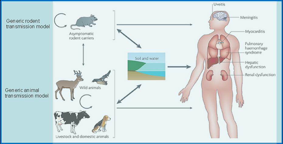 Leptospirosis: a public health perspective Zoonosis +