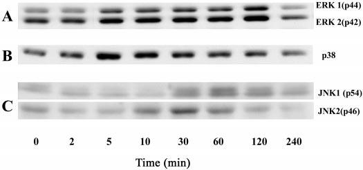 strained (closed bars) conditions for an additional 24 h before trypsinization and cell counting.