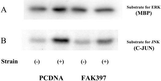 G80 Fig. 5. Effects of FAK397 transfection on ERK2 (A) and JNK1 (B) activation induced by cyclic strain.