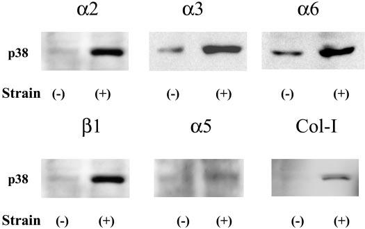 G81 Fig. 8. p38 Activation induced by cyclic strain during adhesion to antibody to integrin subunits.