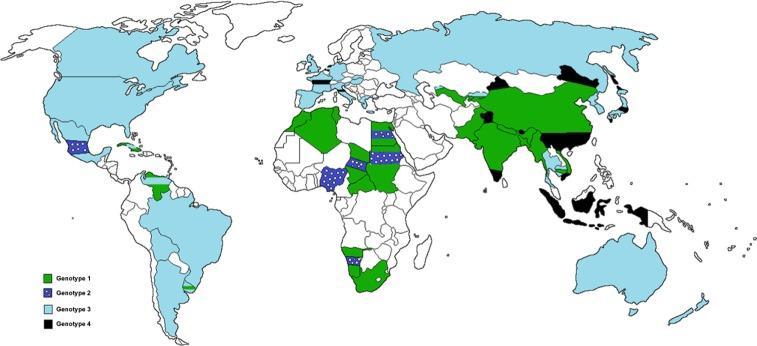 Geographical distribution of hepatitis E virus