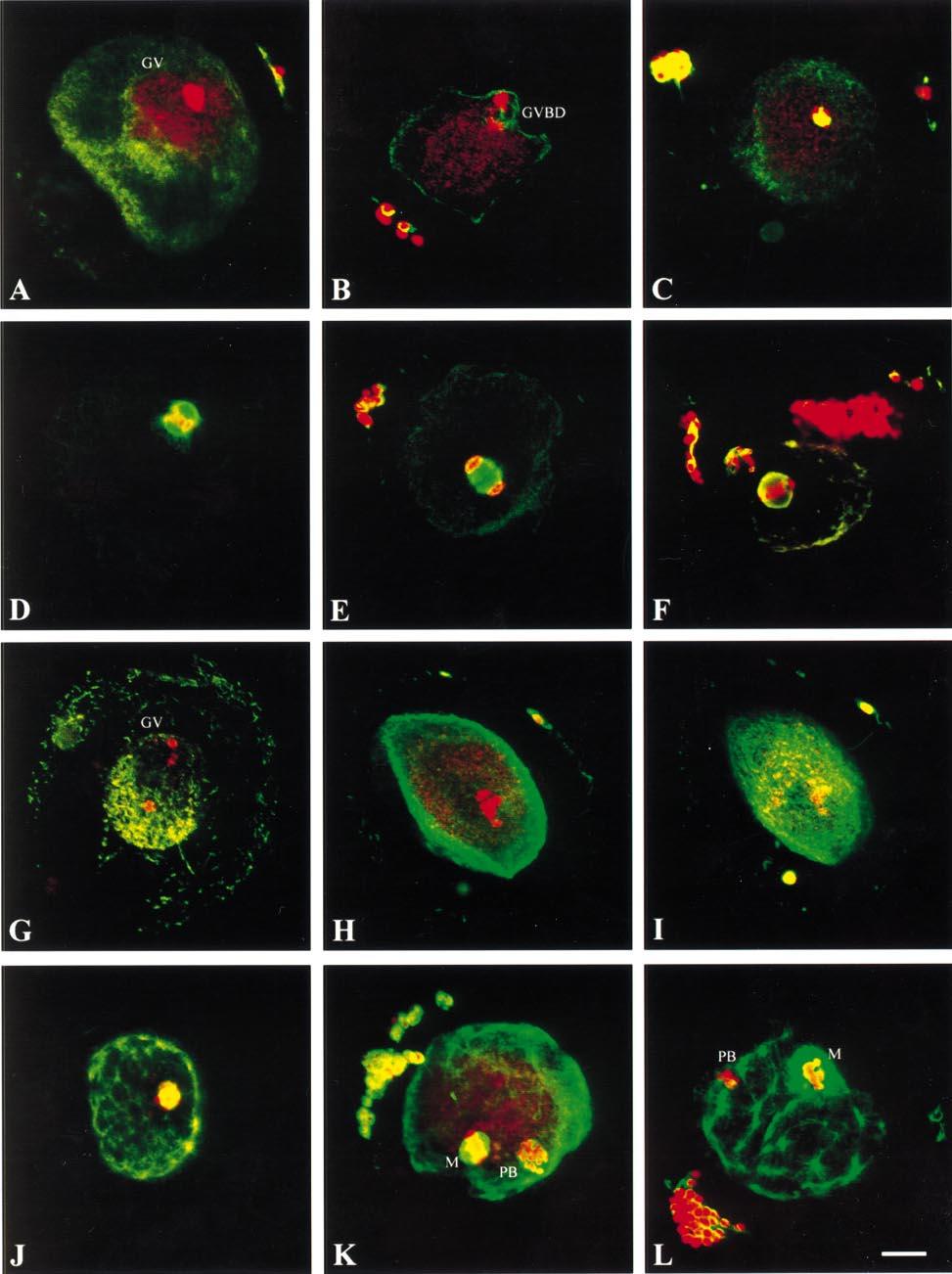 N.-H.Kim et al. information is available on this subject for human oocytes.