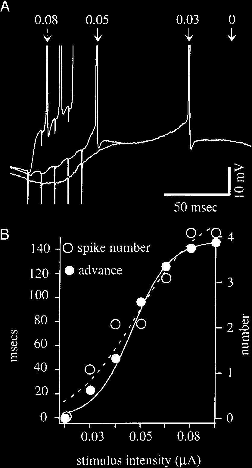 530 J. C. MAGEE the number of spikes initiated when compared with more proximal input.