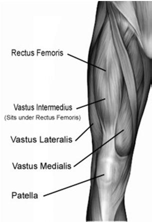 The quadriceps muscles extend the
