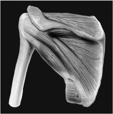 Greater Tubersosity Teres Minor (External rotation) Supraspinatus (Abduction) Posterior View Infraspinatus (External rotation)) The Biceps