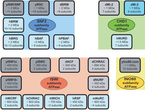 Figure 2. Members of the SNF2, ISWI, CHD1, and INO80 subfamilies are components of chromatin-remodeling complexes.