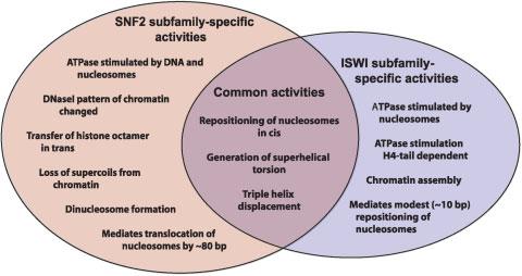 Figure 3. A summary of the activities of SNF2 and ISWI subfamily complexes. Refs. 8,15,20,31,35,65,68,77,78,82,83,85,91 94).