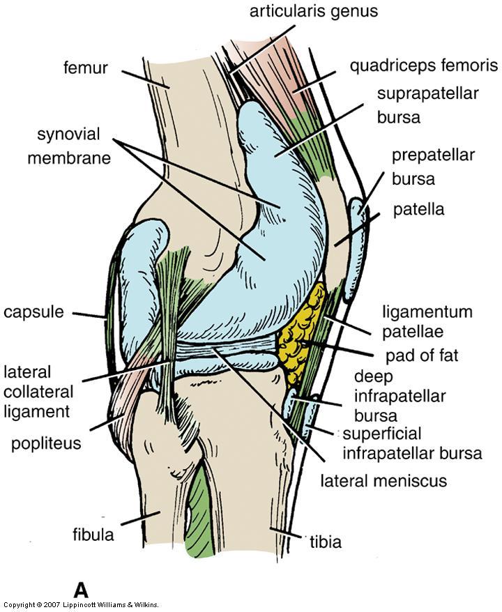 Knee Joint: Bursae Anterior bursae Suprapatellar bursa Continuous with synovial membrane Attached superiorly by articularis