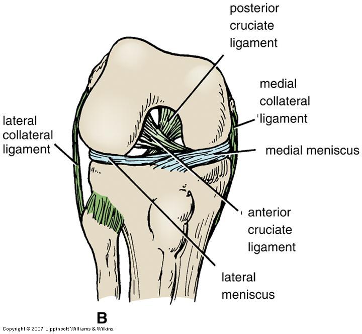 Knee Joint: Ligaments Extracapsular ligaments