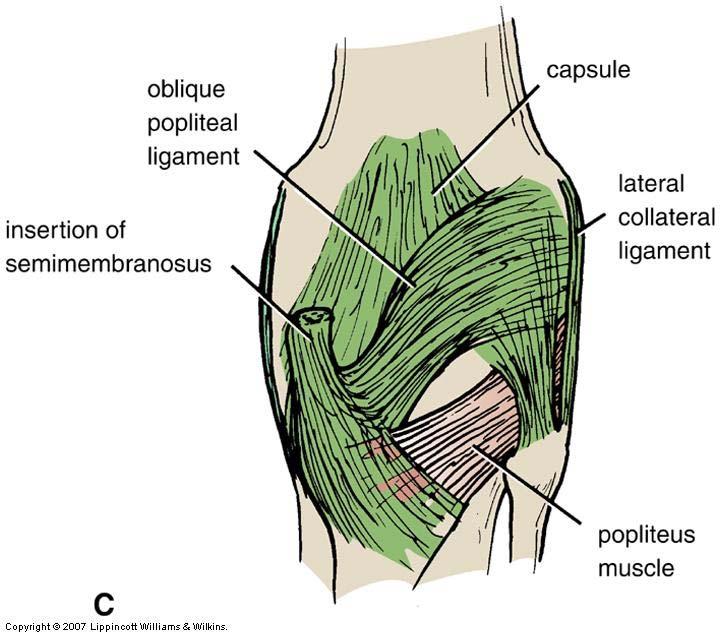 Medial collateral ligament Oblique popliteal