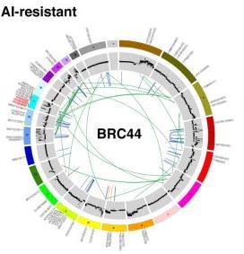 Results The genome wheels show point mutations, copy number