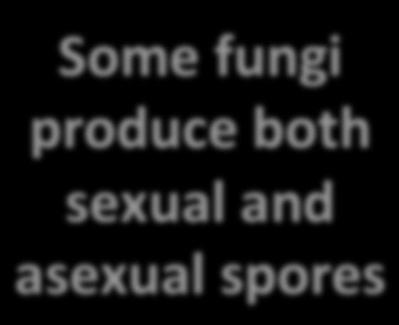both sexual and asexual spores Ø Spore