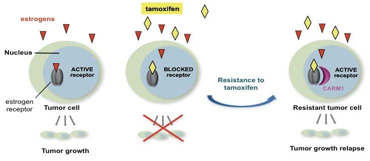 Mechanisms of resistance to endocrine therapy An endocrine sensitive cell depends on the estrogen receptor In the setting of endocrine resistance,