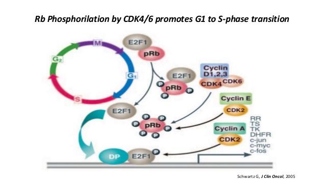 Mechanisms of resistance: cyclindependent kinase