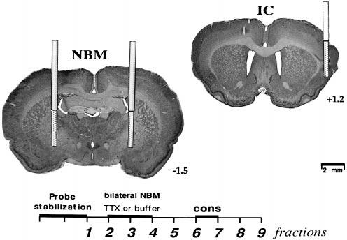Neurobiology: Miranda and Bermúdez-Rattoni Proc. Natl. Acad. Sci. USA 96 (1999) 6479 in the IC during a baseline period and during presentation of a gustatory stimulus.