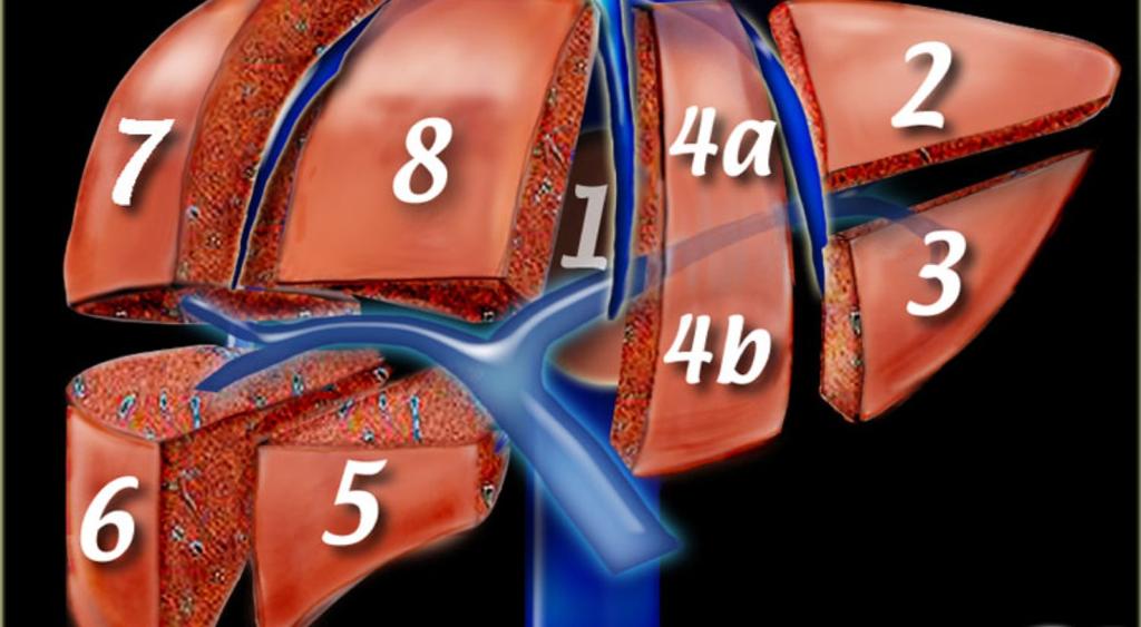 Images for this section: Fig. 1: Liver segment anatomy as per the Couinaud system.