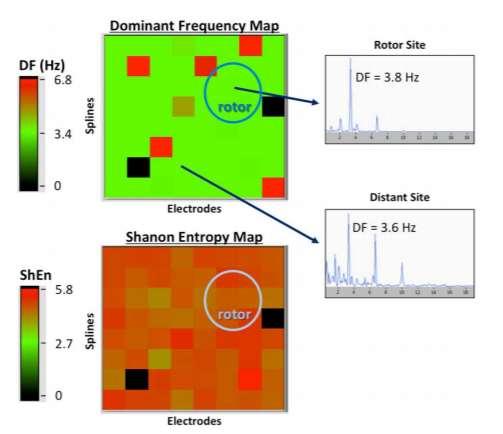 FIRM-identified rotor sites do not exhibit distinctive electrophysiological