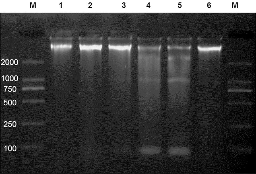 Figure 2. DNA ladder indicative of apoptosis induced by β-carboline alkaloids in SGC-7901 cells. alkaloids (0, 10, 20, 30 and 40 μg/ml) for 48 hours and DNA fragmentation analysis was performed.