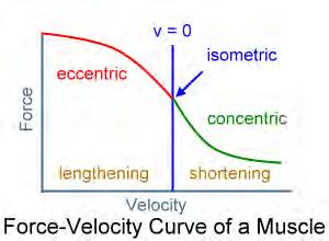 force F ( pressure measurements) length L ( imaging or volume measurement) velocity of